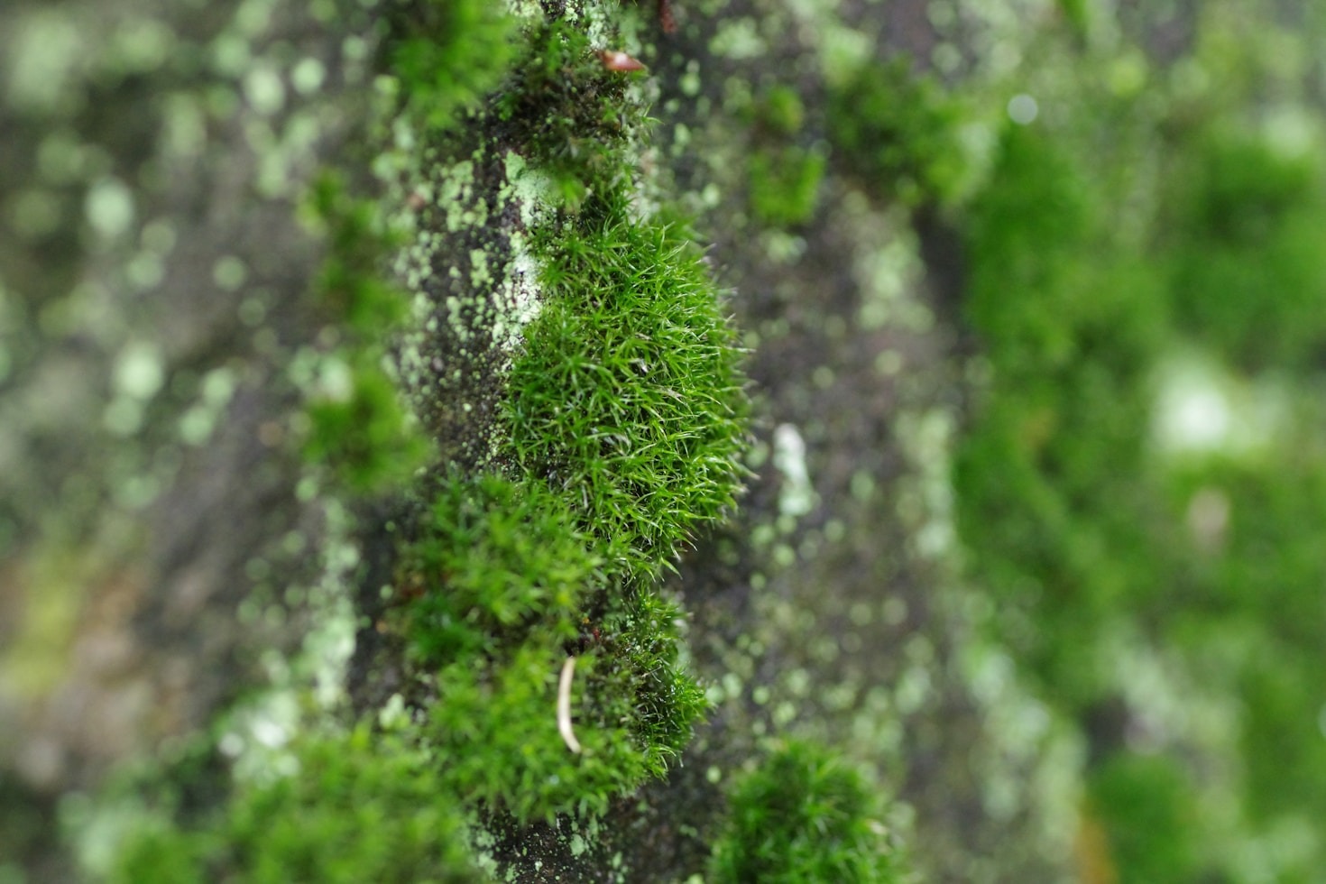 Nature Escapes: Finding Peace in the Wild